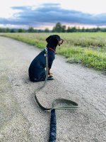 expandable leash dachshund