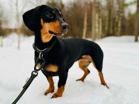 Expander leash dachshund