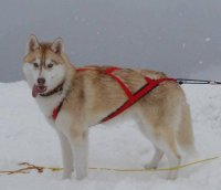 Sled Pro Harness