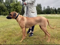 Väktarkoppel rhodesian ridgeback
