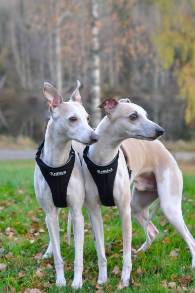 Whippet in Running Harness