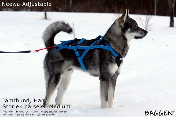 Adjustable racing harness