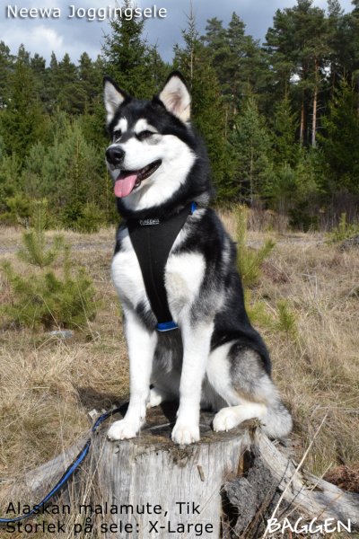 Alaskan malamute