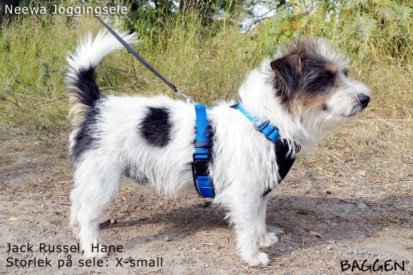 Jack Russel - Joggingsele