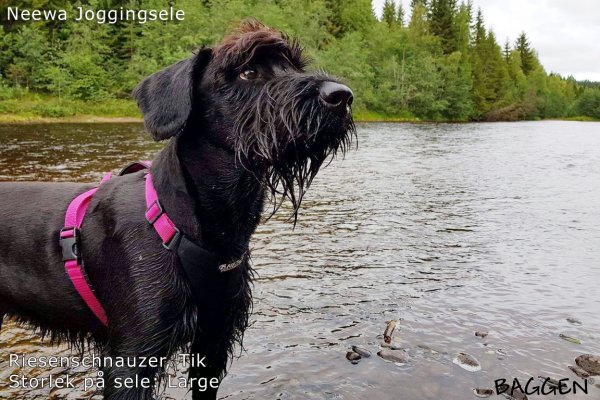 Riesenschnauzer Joggingsele