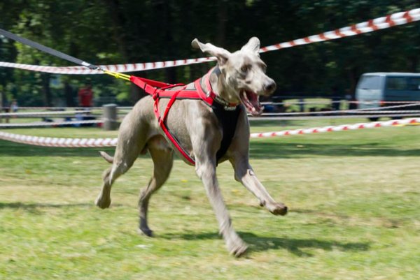 Adjustable Racing Harness